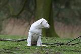 DOGUE ARGENTIN 291